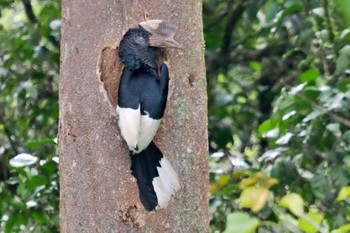 Black-and-white-casqued Hornbill Amboseli National Park Mon, 1/1/2024