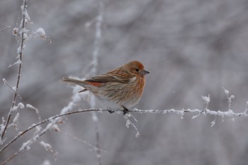 Pallas's Rosefinch Unknown Spots Mon, 1/15/2024