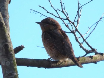 Eurasian Wryneck Watarase Yusuichi (Wetland) Sat, 12/30/2023