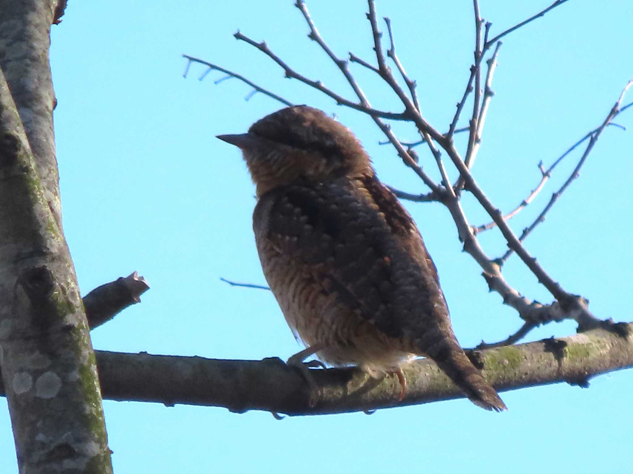 Eurasian Wryneck