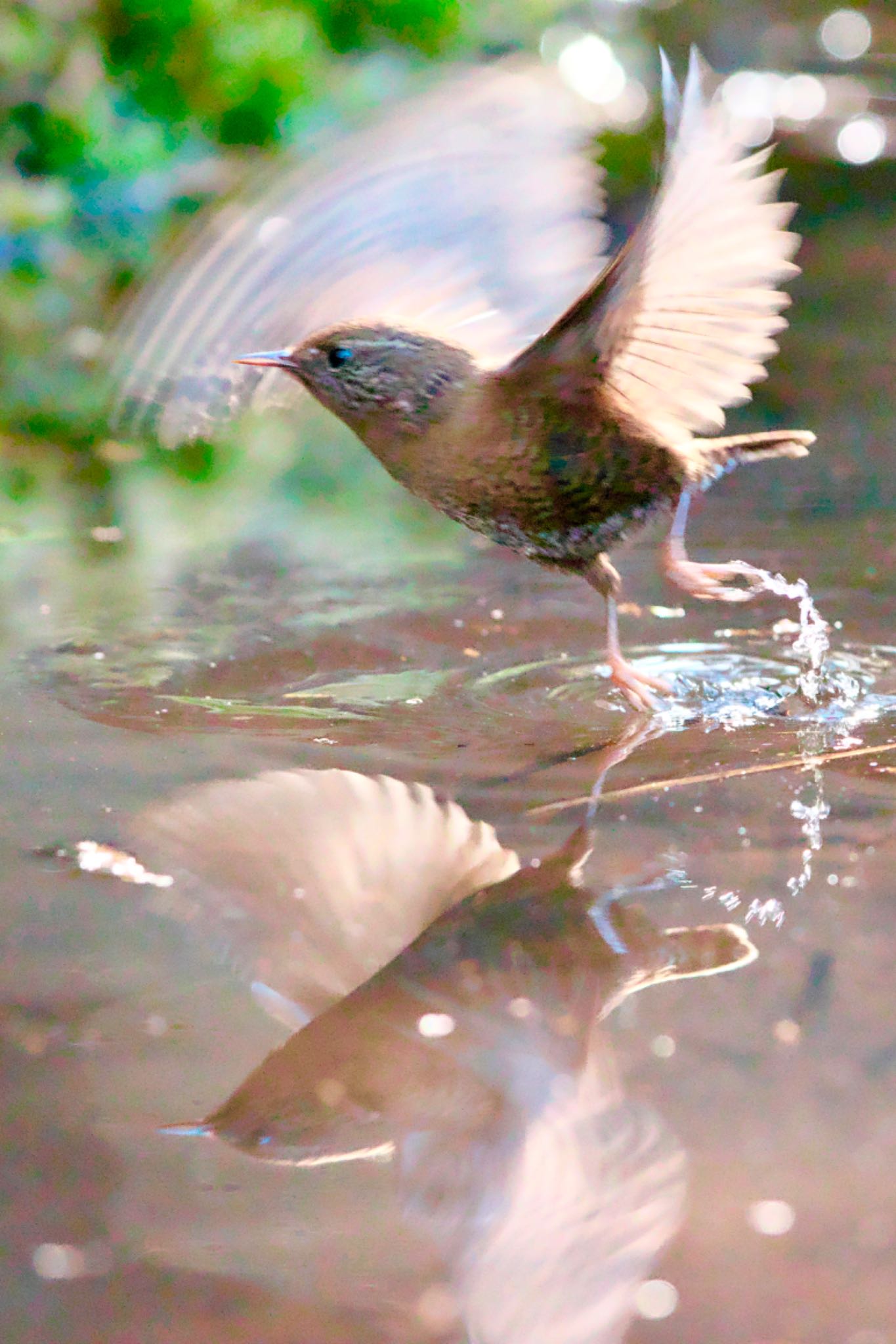 岐阜県 ミソサザイの写真 by 鳥撮人