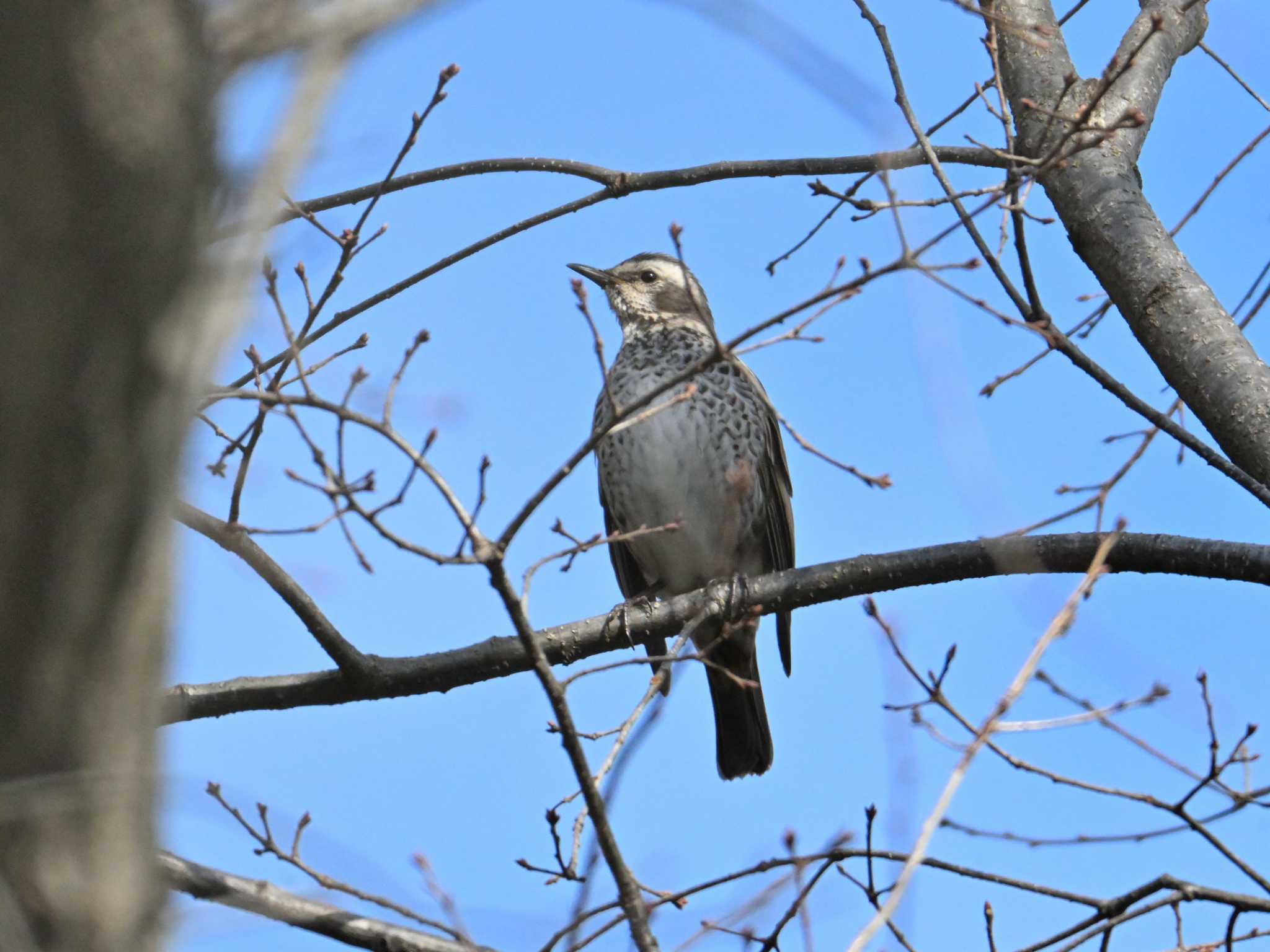 Dusky Thrush