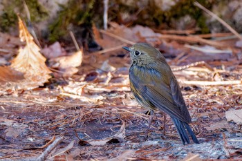 Red-flanked Bluetail 創造の森(山梨県) Sat, 12/30/2023