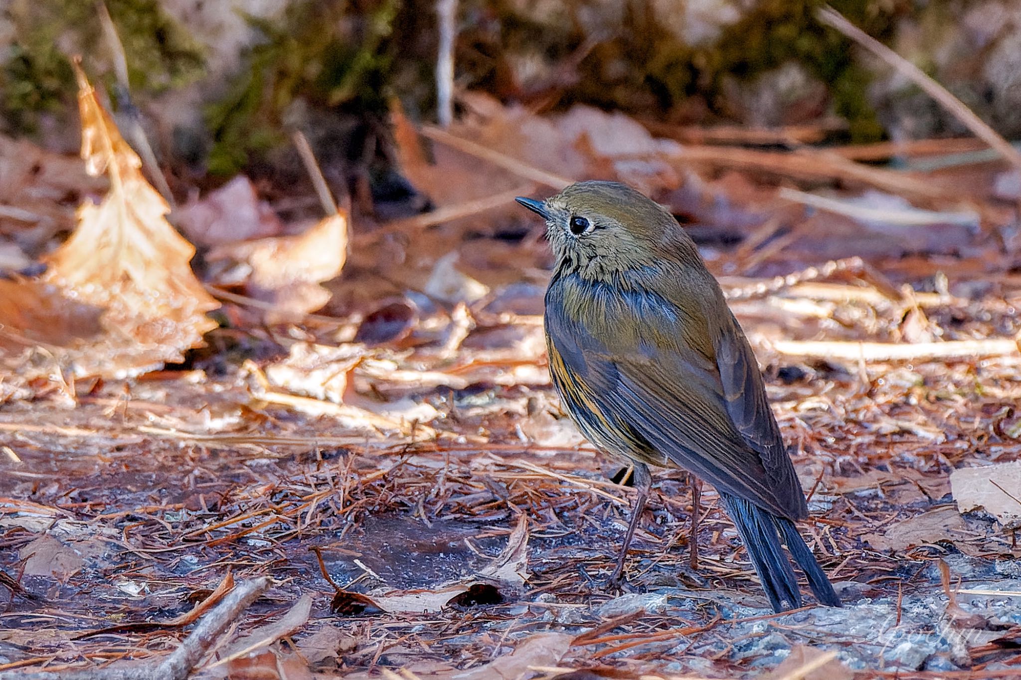 創造の森(山梨県) ルリビタキの写真 by アポちん