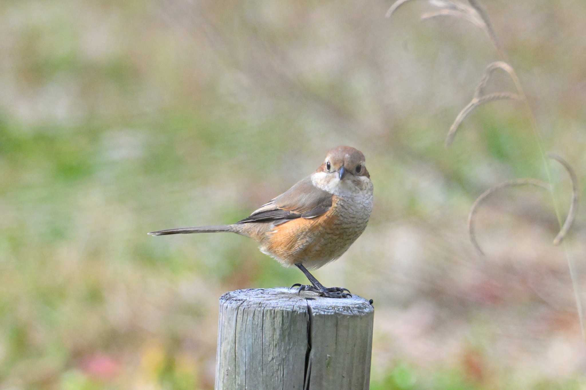 Bull-headed Shrike