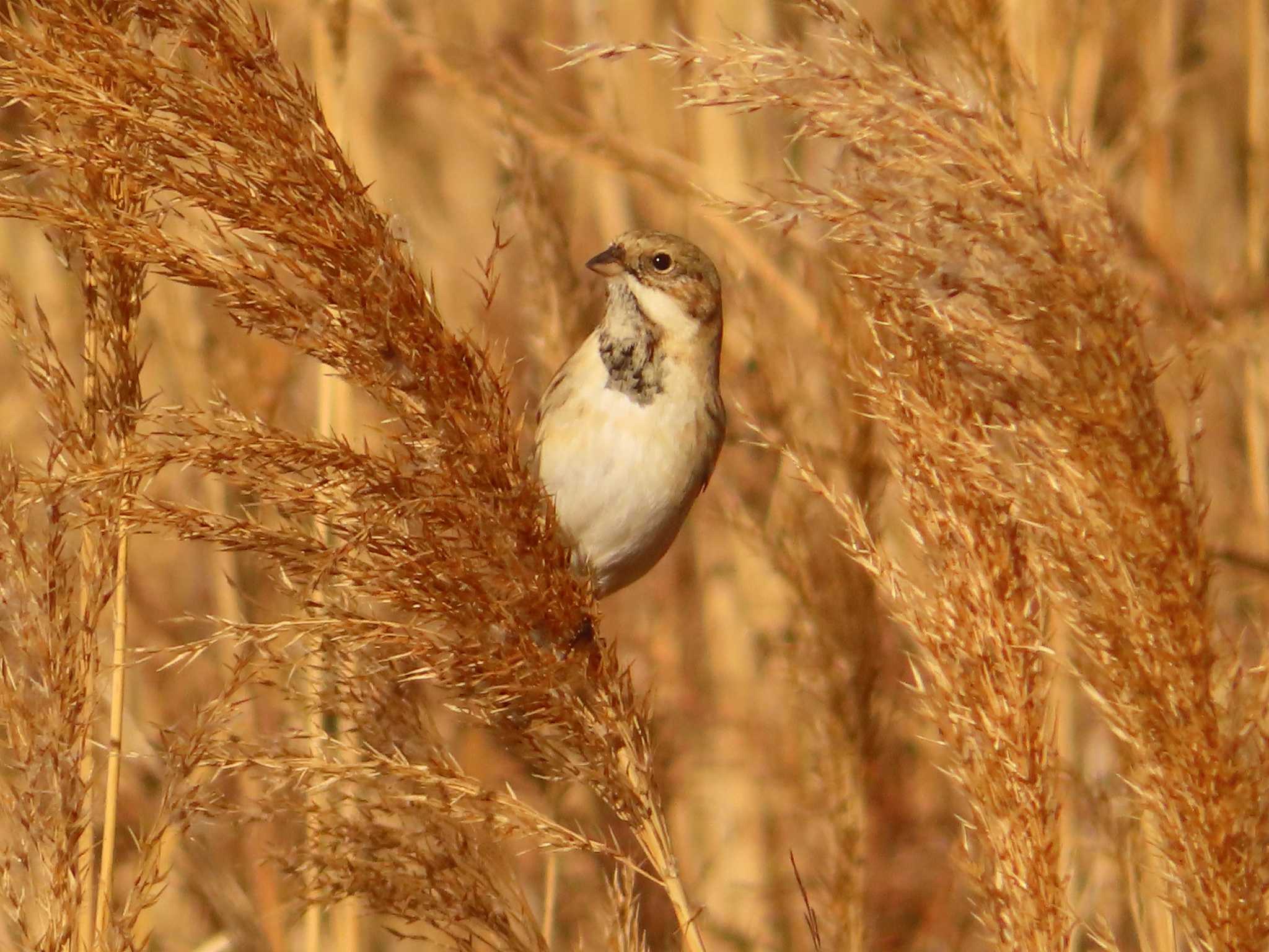 Pallas's Reed Bunting