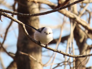 2024年1月17日(水) 伊豆沼の野鳥観察記録