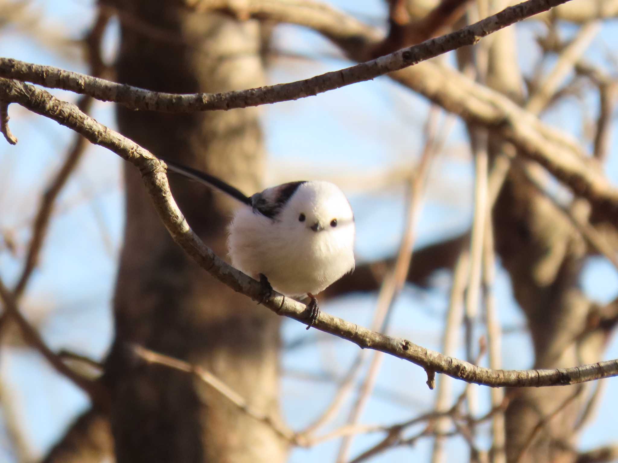 Long-tailed tit(japonicus)