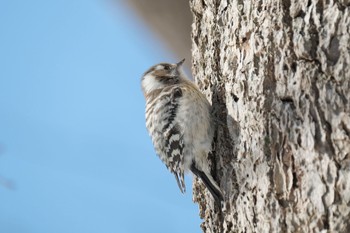 Japanese Pygmy Woodpecker 大沼公園(北海道七飯町) Tue, 1/16/2024