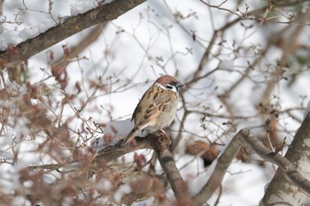 Eurasian Tree Sparrow 大沼公園(北海道七飯町) Tue, 1/16/2024