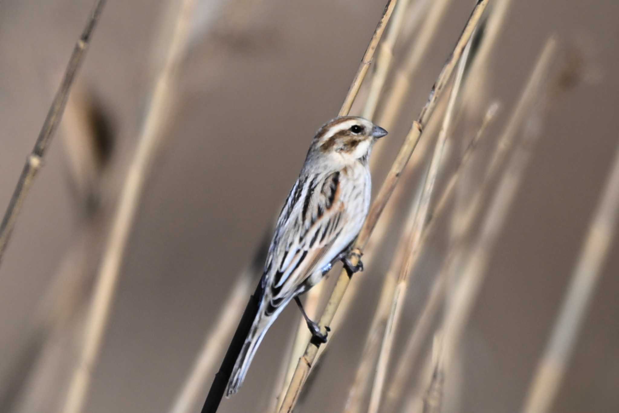 Common Reed Bunting