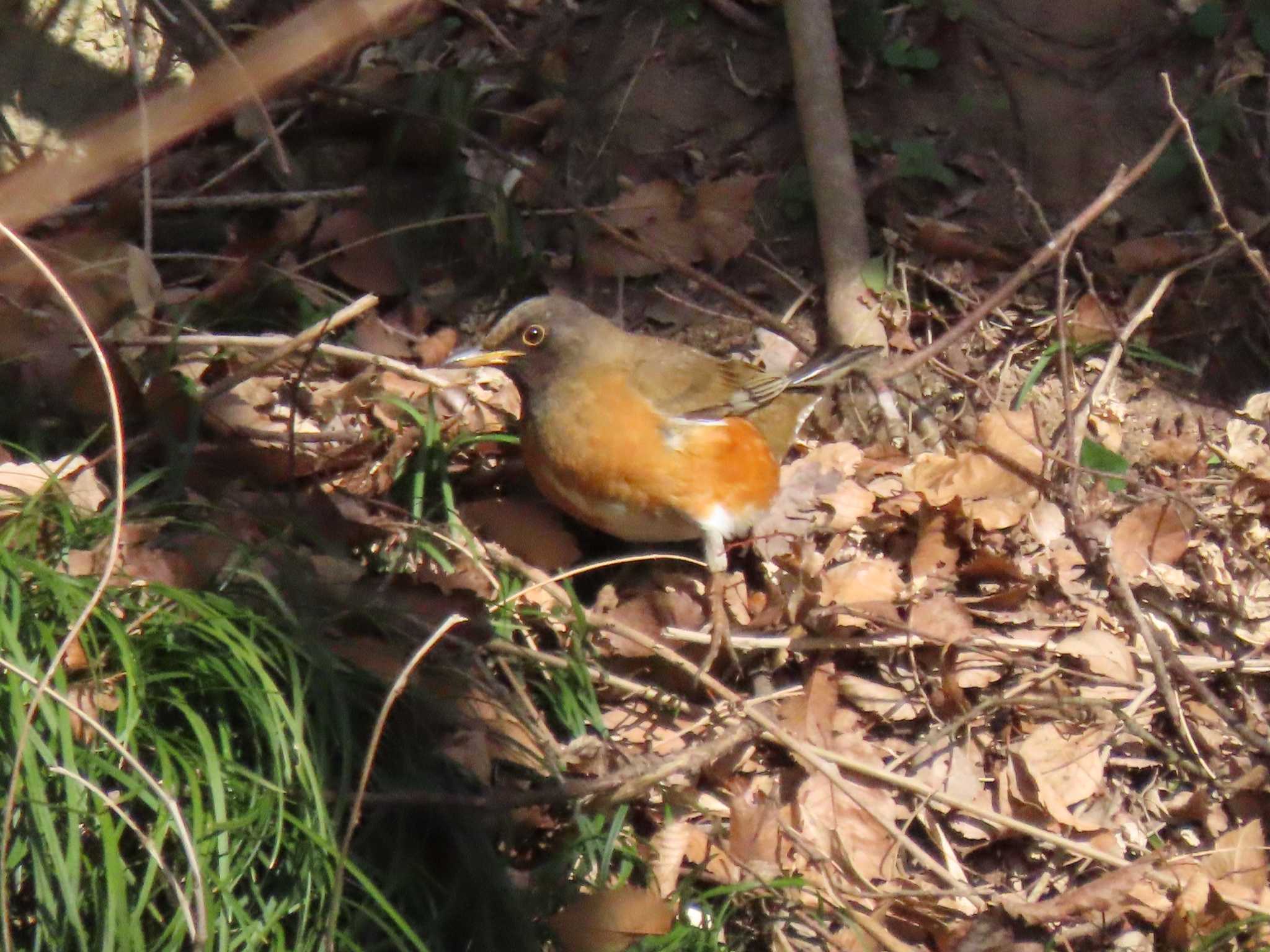 Brown-headed Thrush