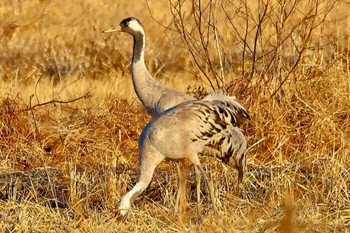 クロヅル 場所が不明 2024年1月17日(水)