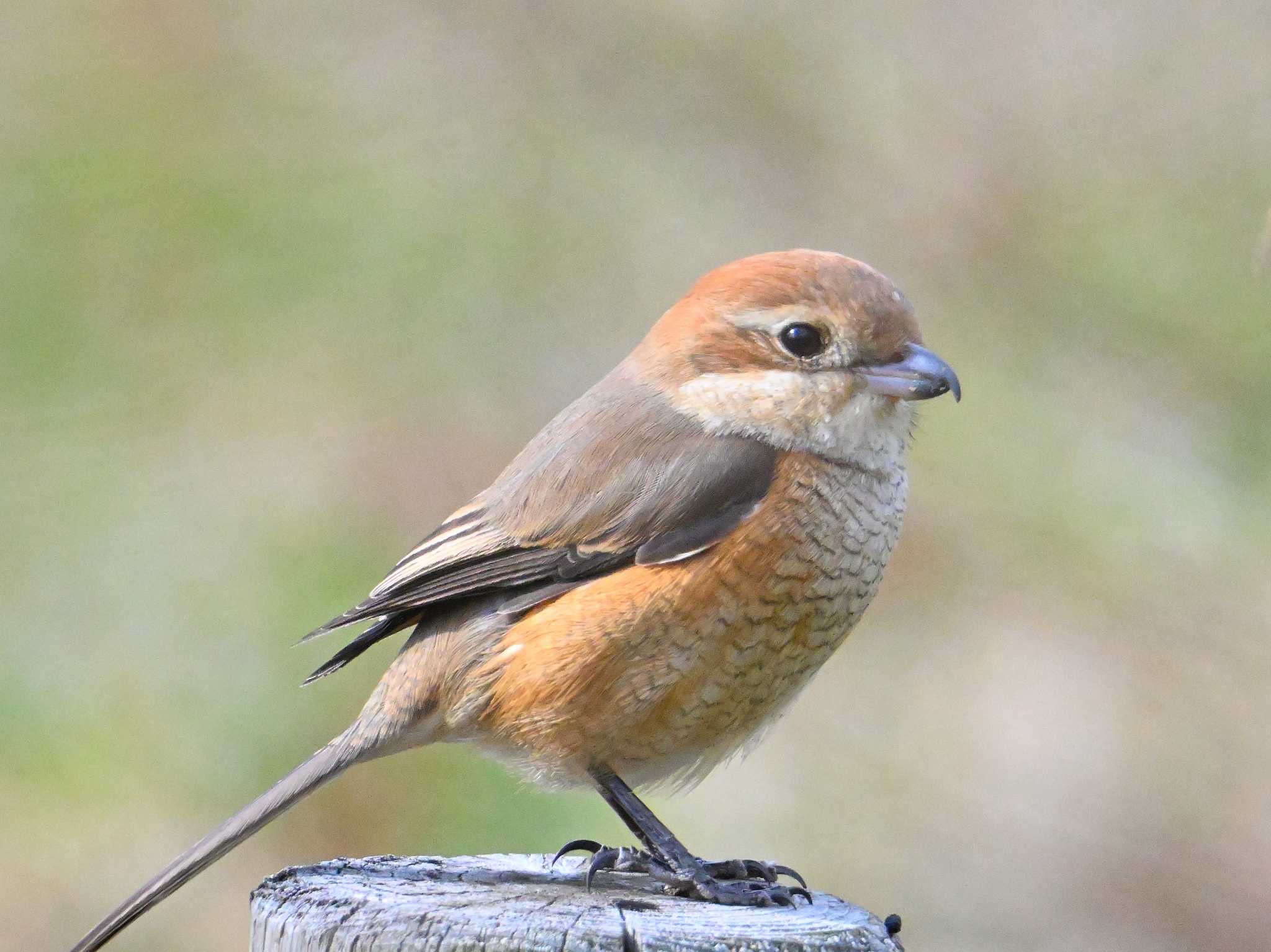 Bull-headed Shrike