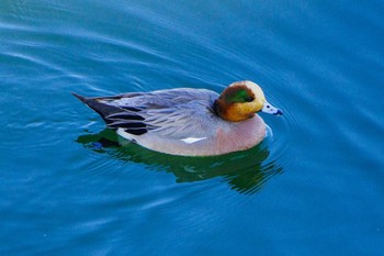 American Wigeon 相模川 Wed, 1/17/2024