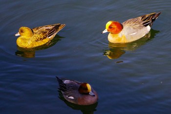 Eurasian Wigeon 相模川 Wed, 1/17/2024