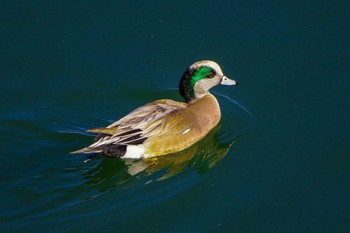 American Wigeon 相模川 Wed, 1/17/2024