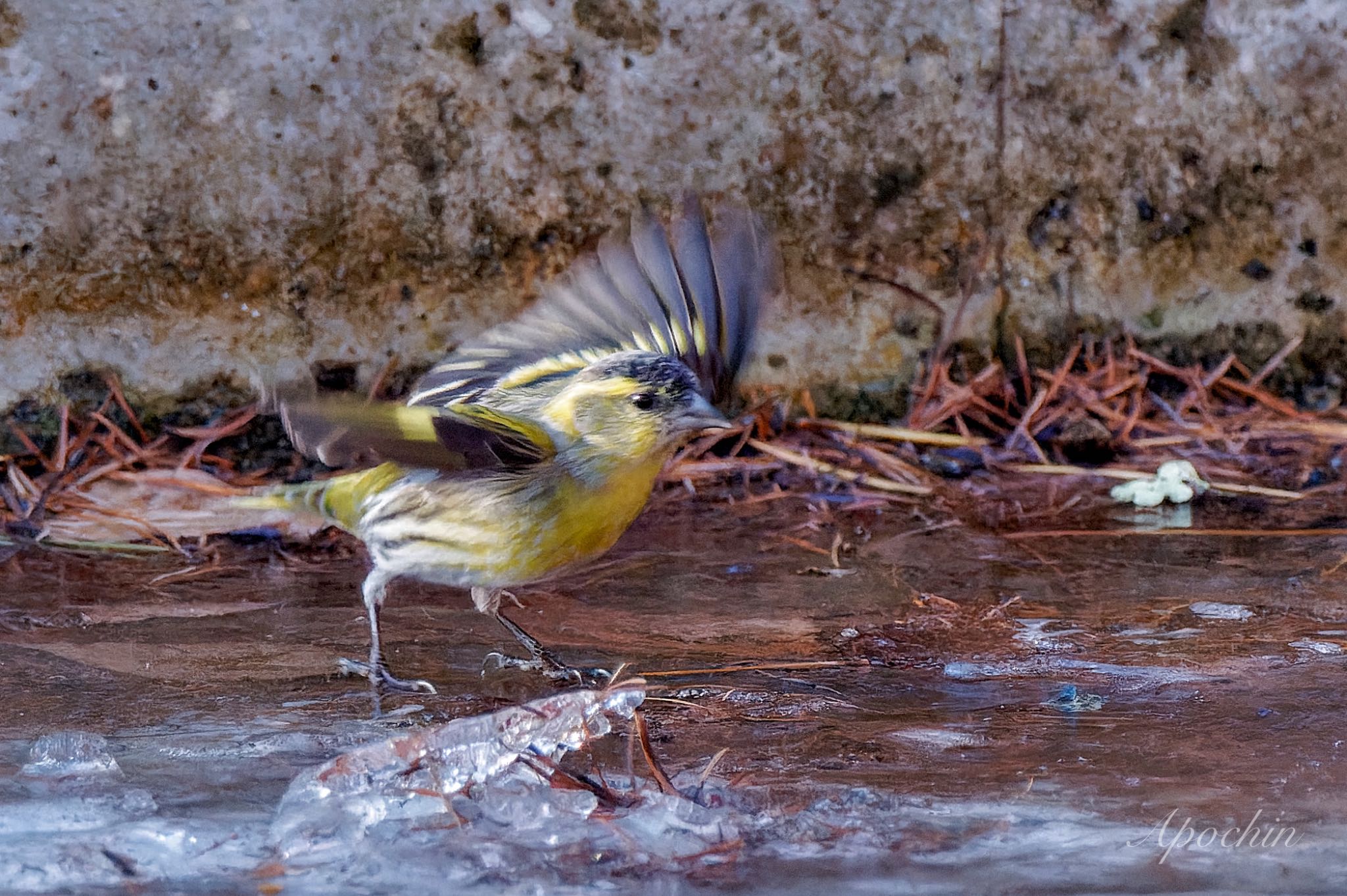 Photo of Eurasian Siskin at 創造の森(山梨県) by アポちん