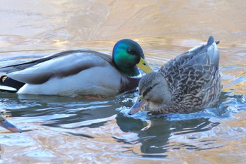 マガモ こども自然公園 (大池公園/横浜市) 2024年1月14日(日)