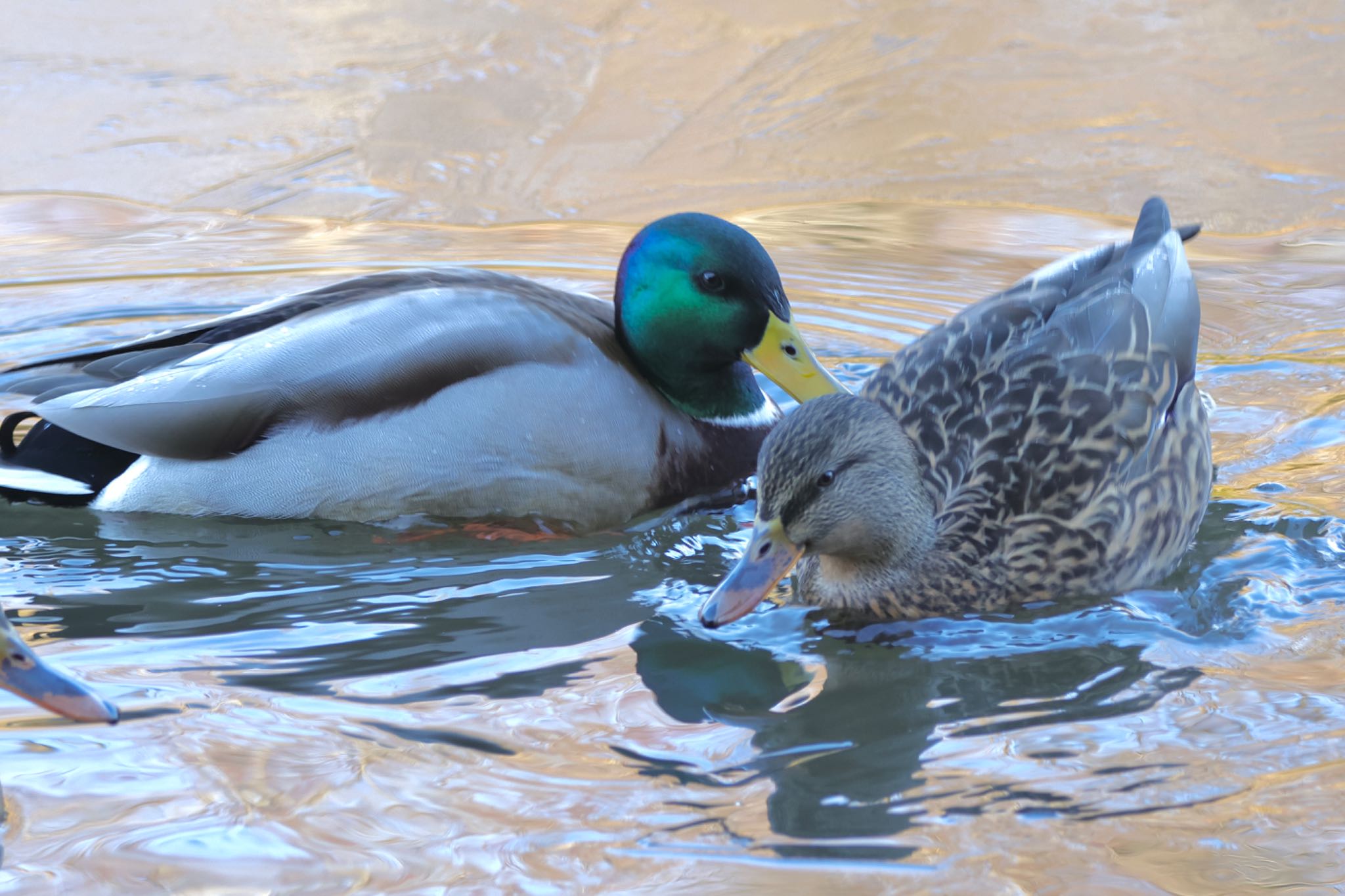 Mallard