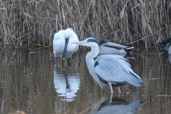 Grey Heron Osaka Nanko Bird Sanctuary Sun, 1/14/2024