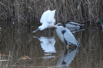 ヘラサギ 大阪南港野鳥園 2024年1月14日(日)