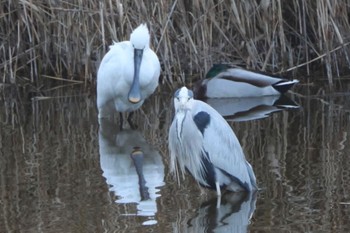 Eurasian Spoonbill Osaka Nanko Bird Sanctuary Sun, 1/14/2024