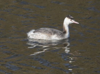 カンムリカイツブリ 佐鳴湖 2024年1月6日(土)