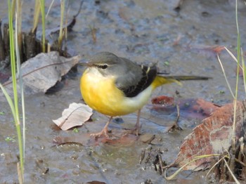 キセキレイ 佐鳴湖 2024年1月6日(土)