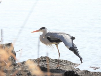 アオサギ 佐鳴湖 2024年1月6日(土)