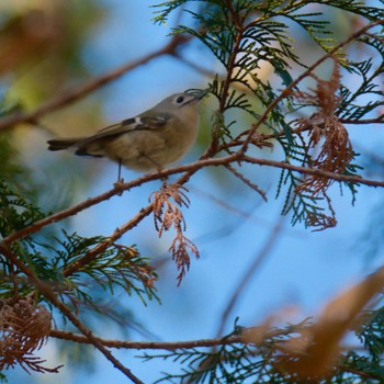 Goldcrest Akigase Park Mon, 1/8/2024