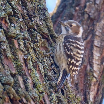 Japanese Pygmy Woodpecker Akigase Park Mon, 1/8/2024