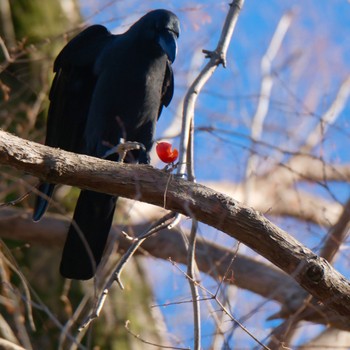 Large-billed Crow Akigase Park Mon, 1/8/2024