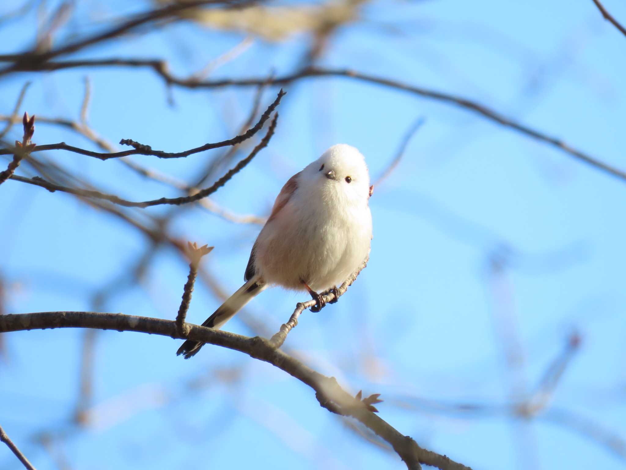 Long-tailed tit(japonicus)