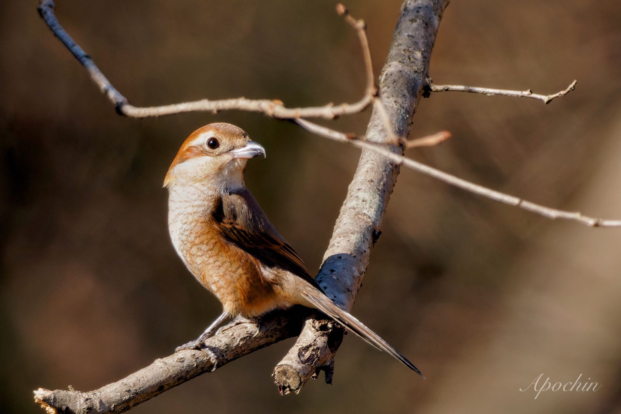 Bull-headed Shrike