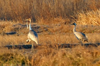 White-naped Crane Unknown Spots Wed, 1/17/2024