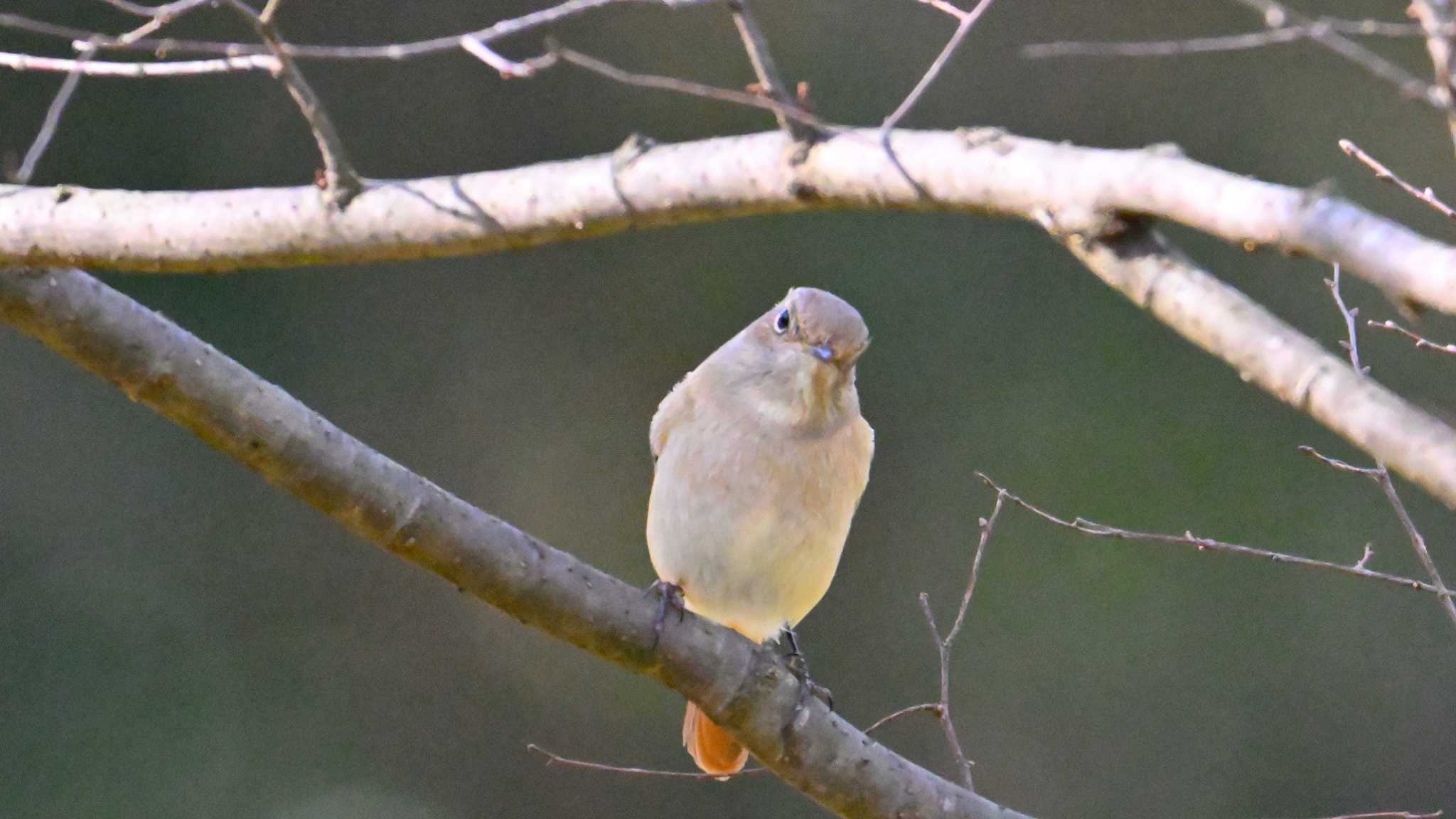 Daurian Redstart