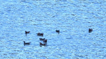 Mandarin Duck 太田川ダム(かわせみ湖) Sun, 1/14/2024