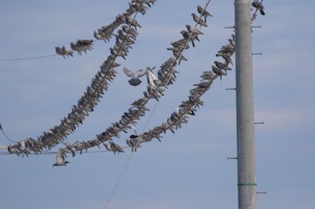 Rock Dove 佐波川河口(山口県) Wed, 1/17/2024