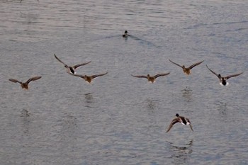 Mallard 佐波川河口(山口県) Wed, 1/17/2024