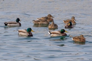 Mallard 佐波川河口(山口県) Wed, 1/17/2024