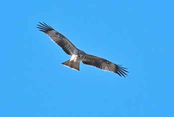 2024年1月17日(水) ソレイユの丘の野鳥観察記録