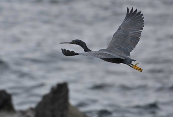 Pacific Reef Heron 荒崎公園 Wed, 1/10/2024