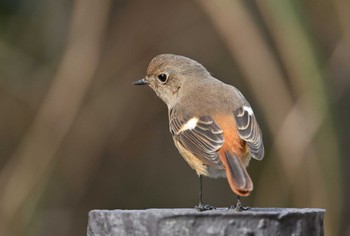 Daurian Redstart 荒崎公園 Wed, 1/10/2024