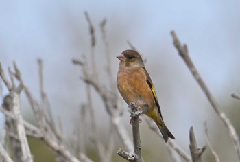 Grey-capped Greenfinch 荒崎公園 Wed, 1/10/2024