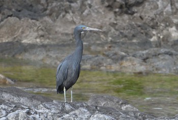 Pacific Reef Heron 荒崎公園 Wed, 1/10/2024