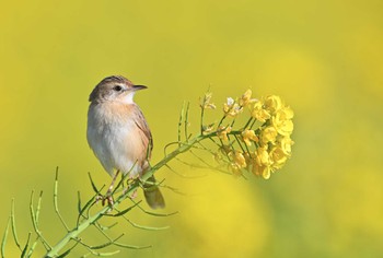 Zitting Cisticola ソレイユの丘 Wed, 1/10/2024