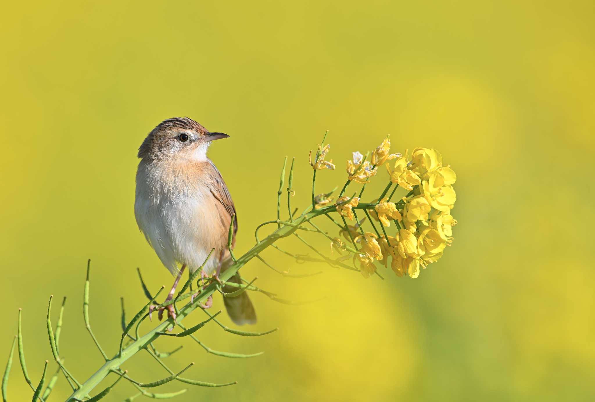 Photo of Zitting Cisticola at ソレイユの丘 by WayPoint