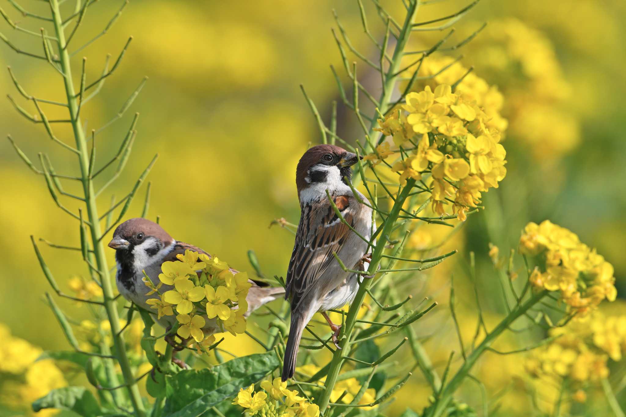 Eurasian Tree Sparrow