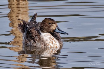 Northern Pintail 東庄県民の森 Wed, 1/3/2024